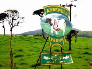 Real Feeling of Ambewela Wind Power & Ambewela Farm Nuwara Eliya