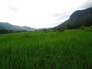 Paddy fields and Mountains in Riverston Matale