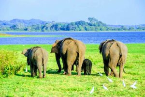UDAWALAWE NATIONAL PARK ELEPHANTS
