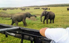 Elephant Safari in Minneriya National Park (1)